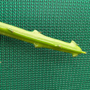 Selenicereus spinulosus EP19
