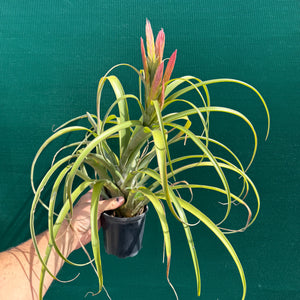 Tillandsia - capitata ‘Haysoos Maria’ ex. MY NEW