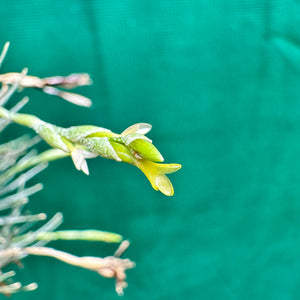 Tillandsia - loliacea