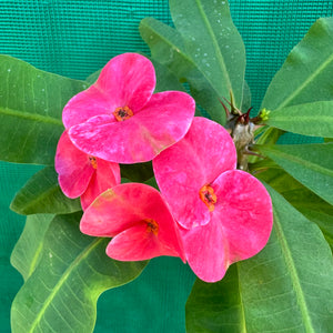 Poysean - Euphorbia milii P019