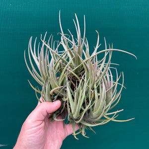 Tillandsia - polzii (Mature Clump) NEW