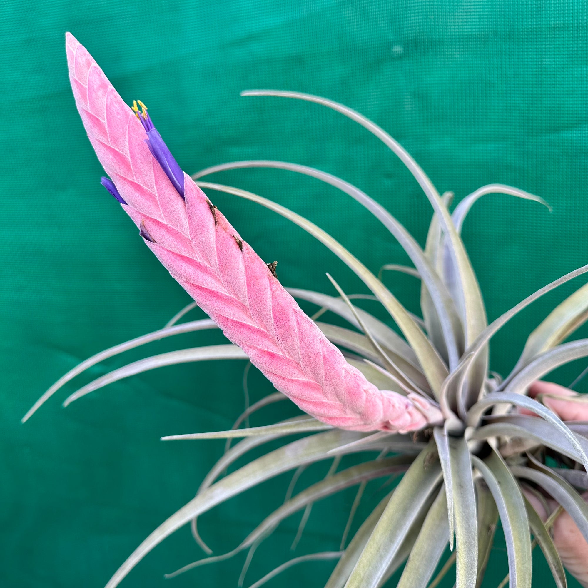 Tillandsia - Queen's Delight - Air Plant Decor