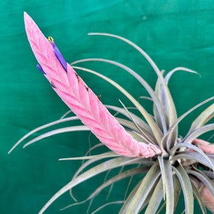 Tillandsia - Queen’s Delight