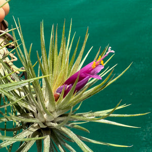 Tillandsia - funckiana x ionantha ex. BG