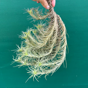 Tillandsia - tenuifolia 'Bonsall Beauty' (Mature Clump) NEW