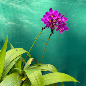 Spathoglottis ‘Col’s Purple’ NEW