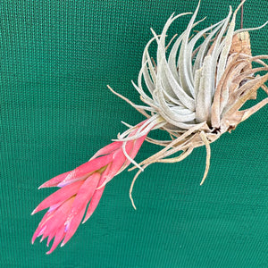 Tillandsia - Pink Patches