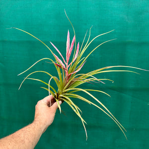 Tillandsia - trieta x streptophylla ex. BG