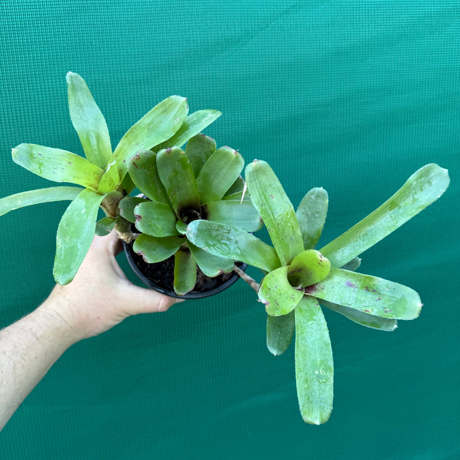 Mini Neoregelia - Short and Sweet
