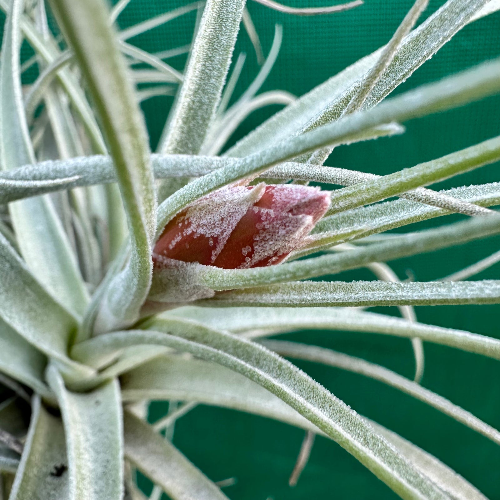 Tillandsia - aeranthos ‘Silver’