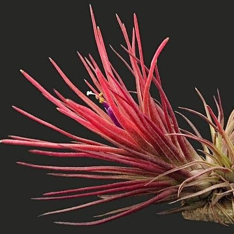 Tillandsia - Derek ex. NR