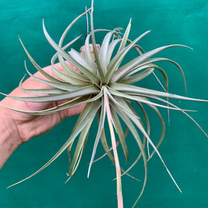 Tillandsia - vernicosa ex. PB NEW