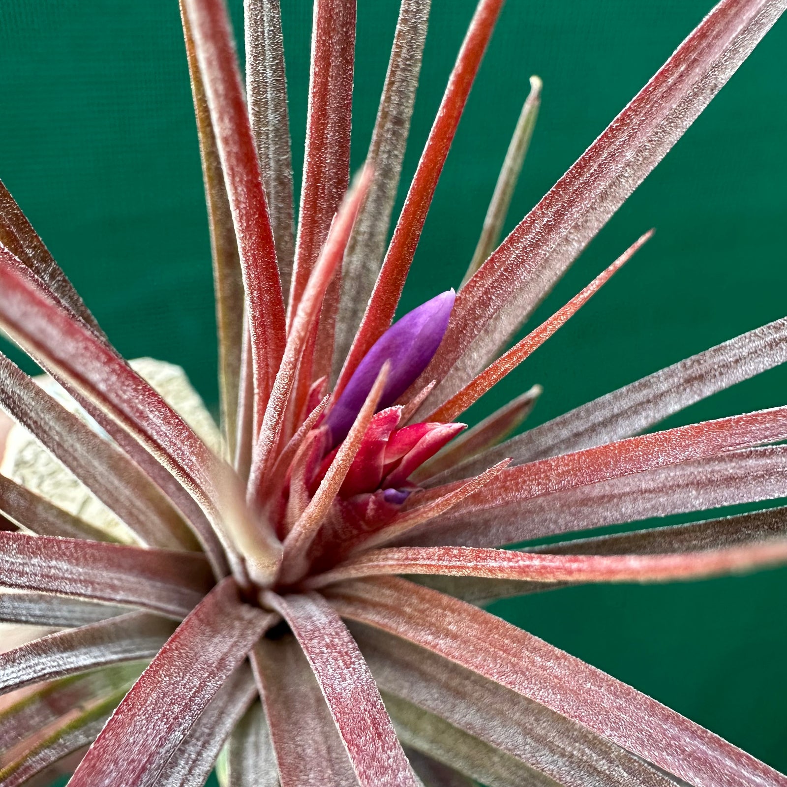 Tillandsia - Curra ex. BD