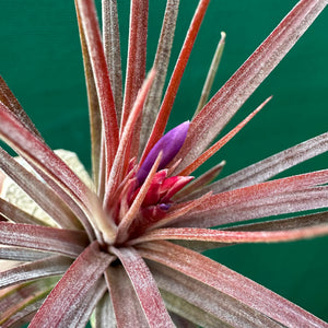 Tillandsia - Curra ex. BD NEW
