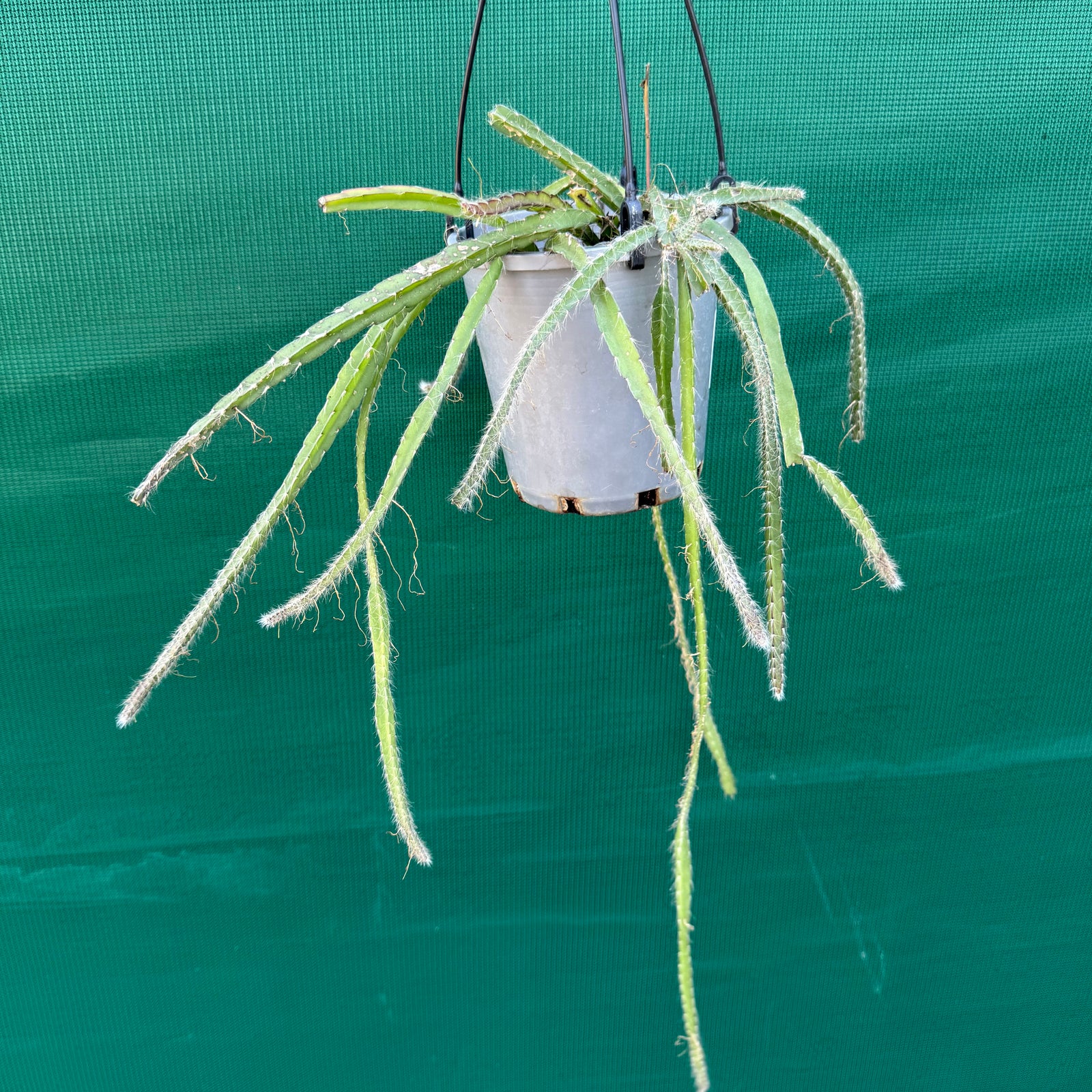 Lepismium cruciforme White - R37