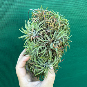 Tillandsia ionantha ‘BOE227’ (Mature Clump)