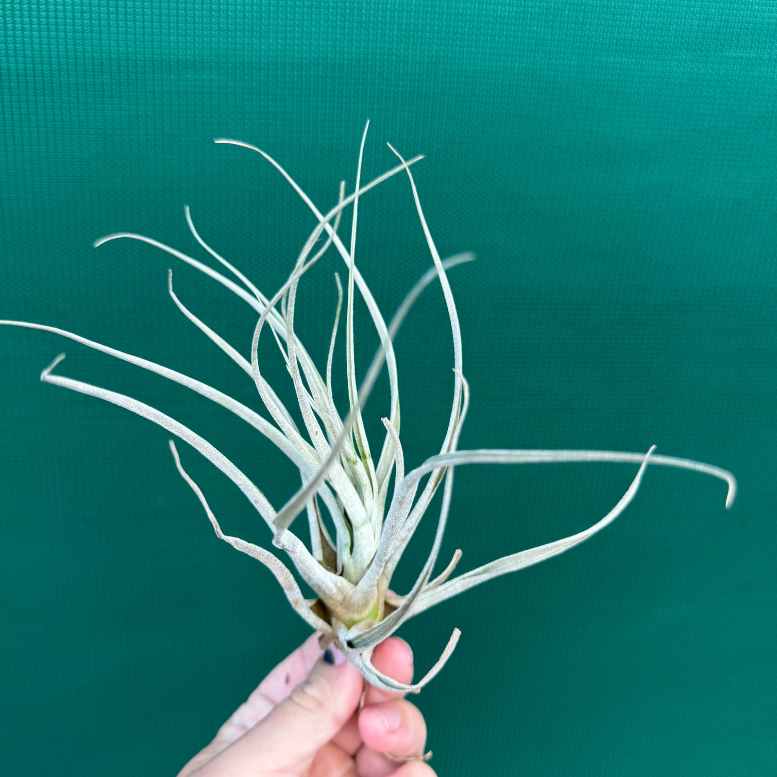 Tillandsia - andreettae NEW