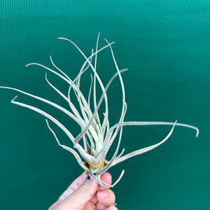 Tillandsia - andreettae NEW
