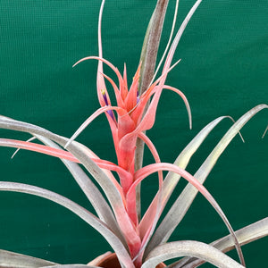 Tillandsia - capitata ‘Yellow’ ex. BH