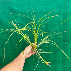 Tillandsia - occulta ex. RE