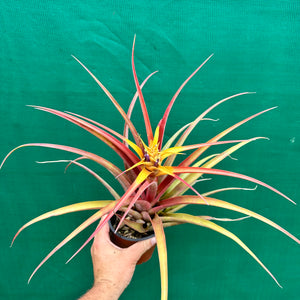 Tillandsia - capitata ‘Marron Chunky’ ex. Heid