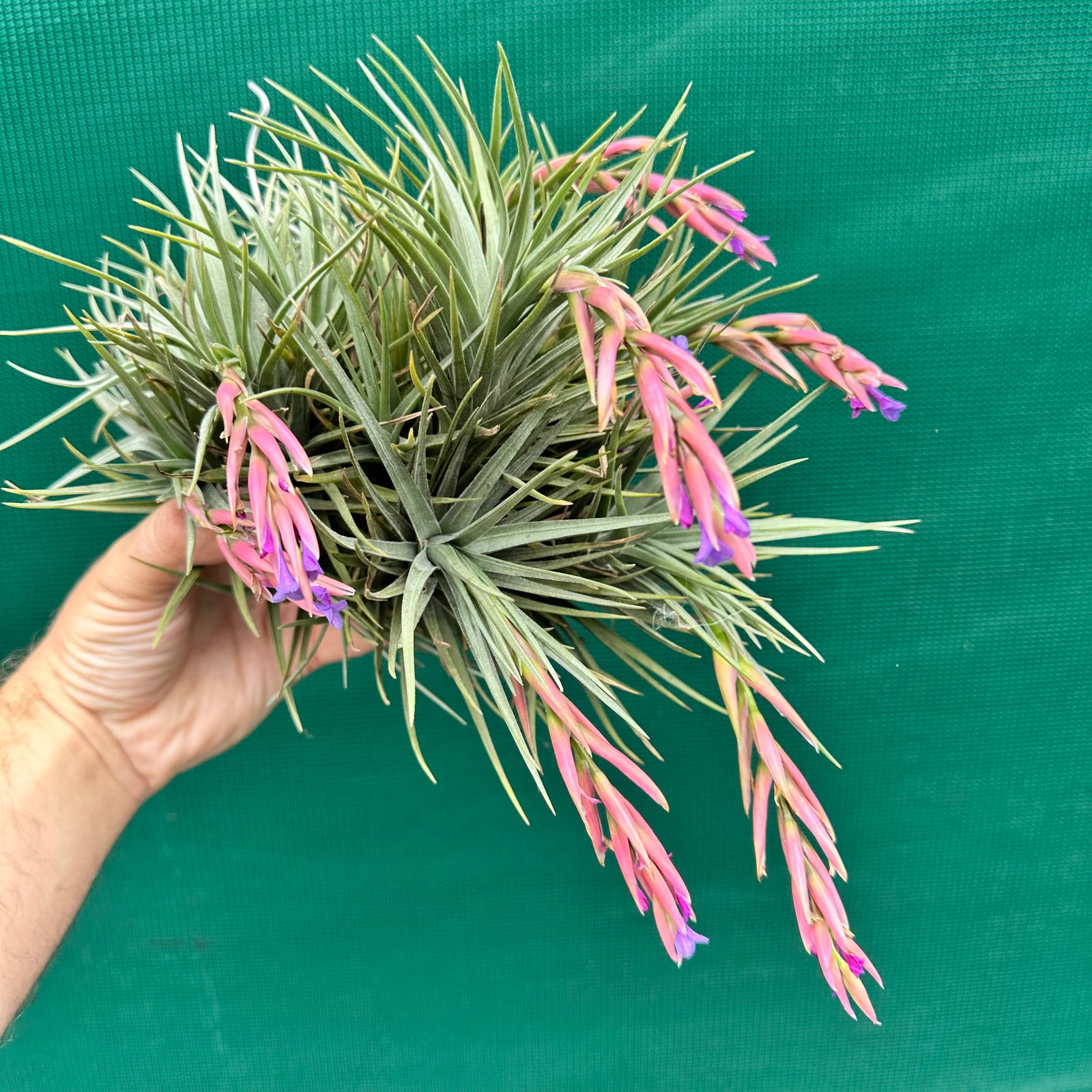 Tillandsia - tenuifolia Hybrid ex. RFI
