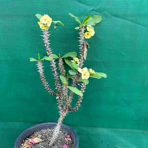 Poysean - Euphorbia milii P033