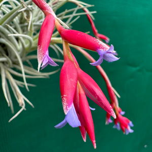 Tillandsia - Veronica's Mariposa ex. GA