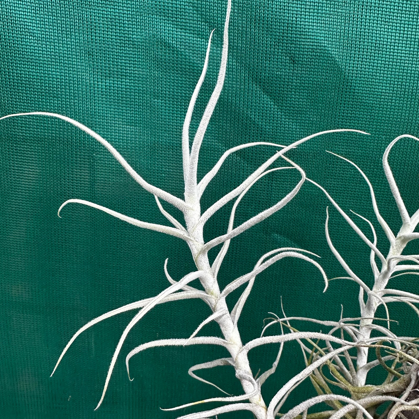 Tillandsia - paleacea ‘Bolivia’