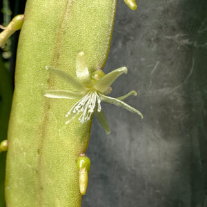 Pseudorhipsalis Ramulosa Green - R30