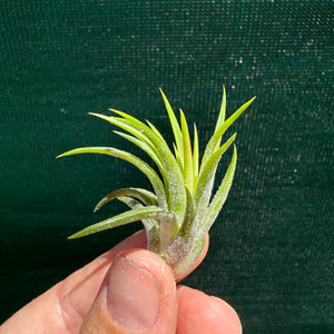 Tillandsia - ionantha 'Honduras’ ex. Tropiflora NEW