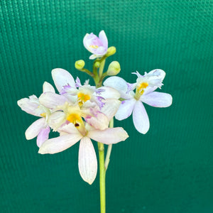 Epidendrum ‘White / Purple’ NEW