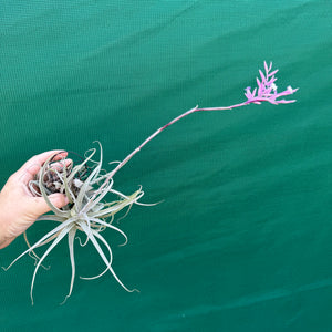 Tillandsia - purpurea x straminea ex. BG NEW