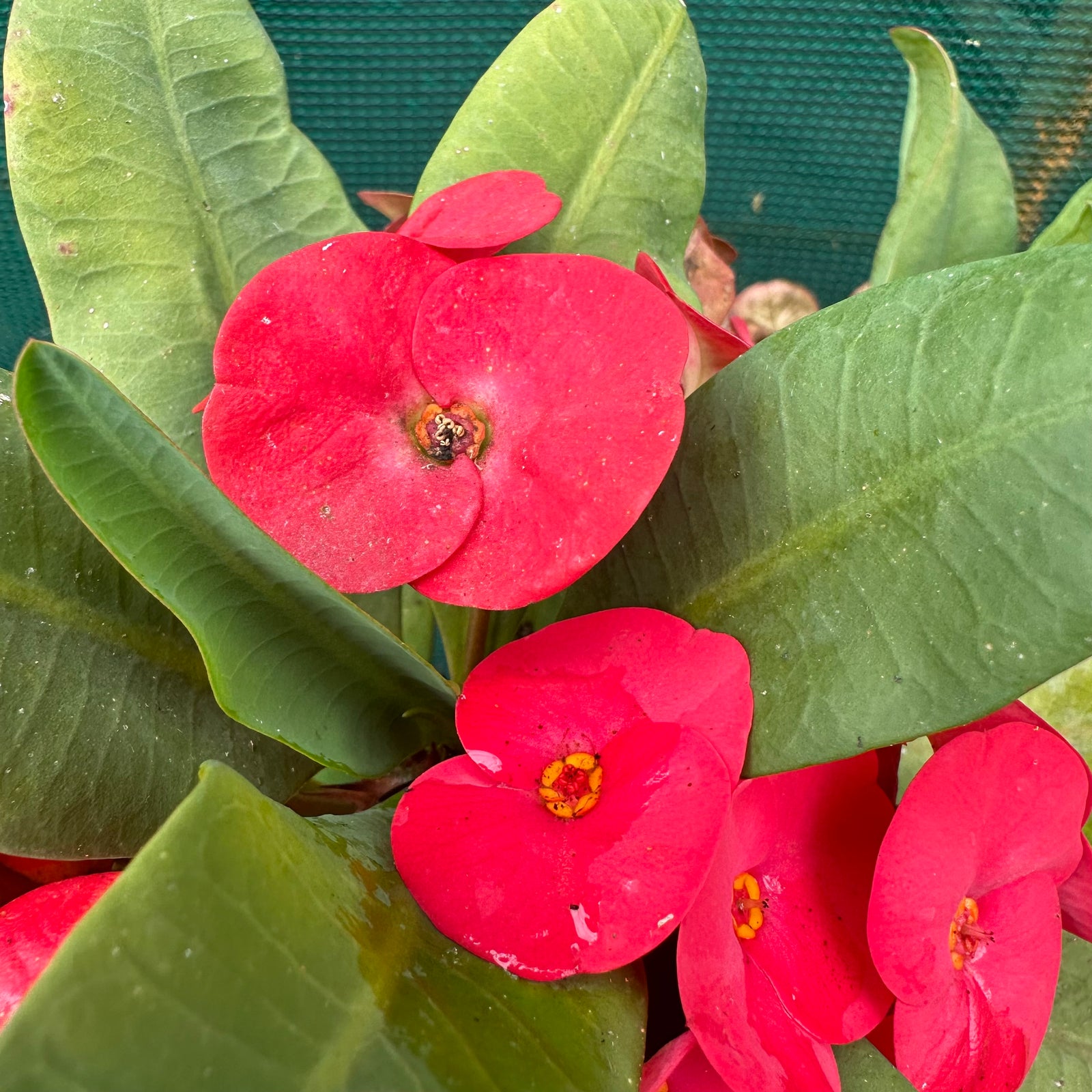 Poysean - Euphorbia milii P002