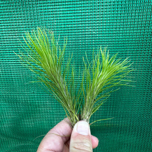 Tillandsia - funckiana ‘Green Form’ ex. CC