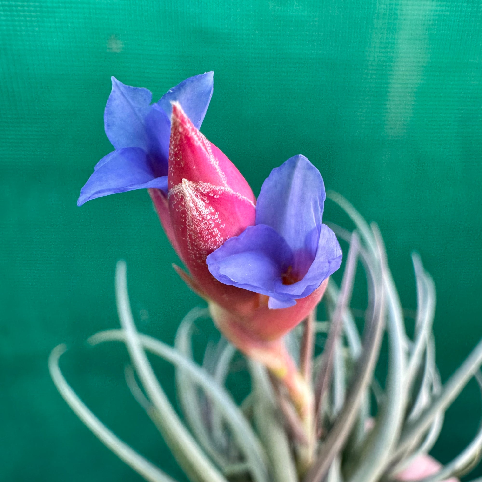 air plant with pink and purple flower Tillandsia - polzii ex. PT
