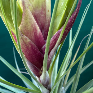 Tillandsia - fasciculata ‘Purple’ ex. BD NEW