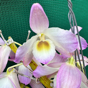 Orchid - Dendrobium ‘Mauve & Yellow Center’ NEW