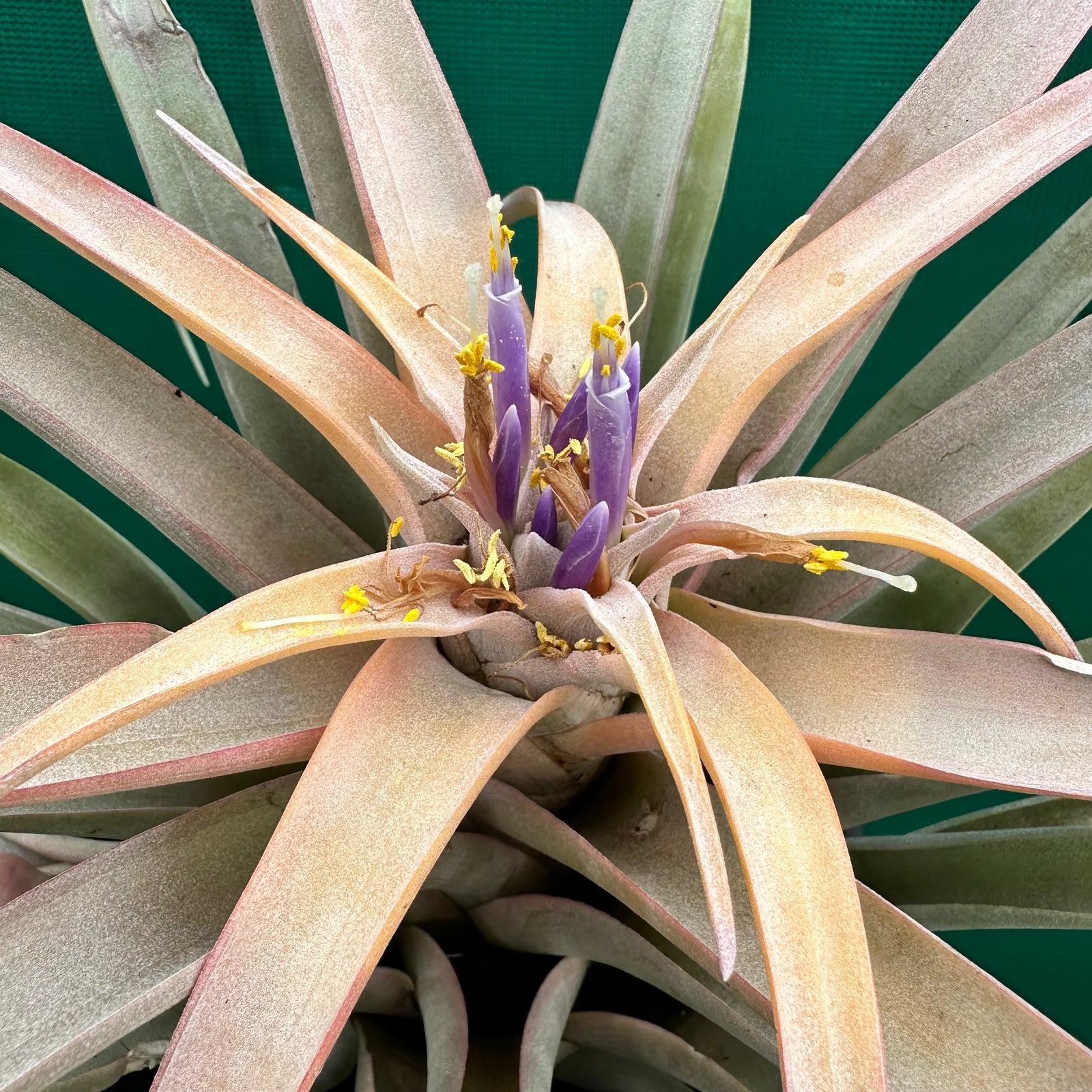 Tillandsia - capitata ‘Peach’ (Real Deal) ex. BRT