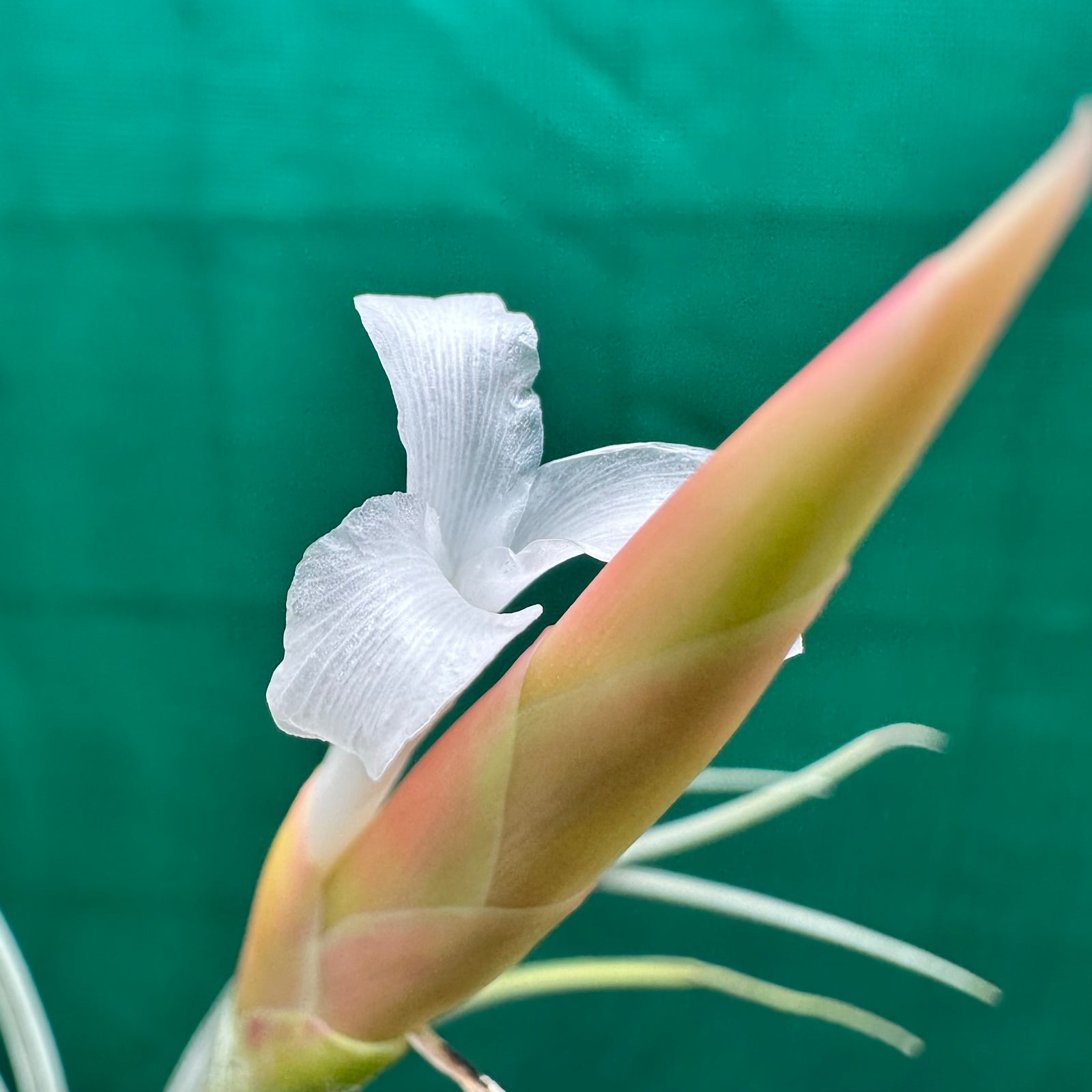 Tillandsia - bermejoensis ‘Large Form’ ex. PT