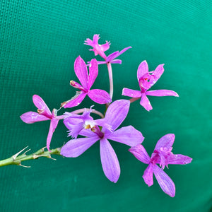 Epidendrum radicans ‘Mauve’