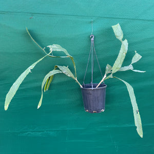 Disocactus amazonicus - EP5
