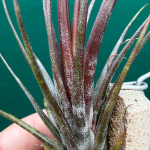 Tillandsia - Charon’s Crystal ex. Pachara NEW