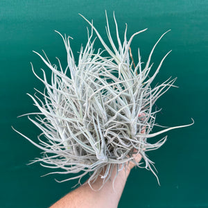 Tillandsia paleacea (Mature Clump) NEW