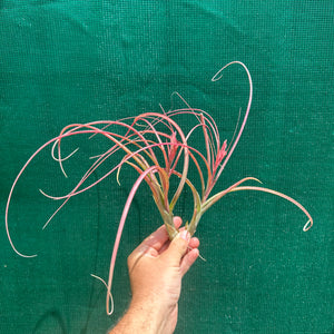Tillandsia - Halley's Comet x brachycaulos