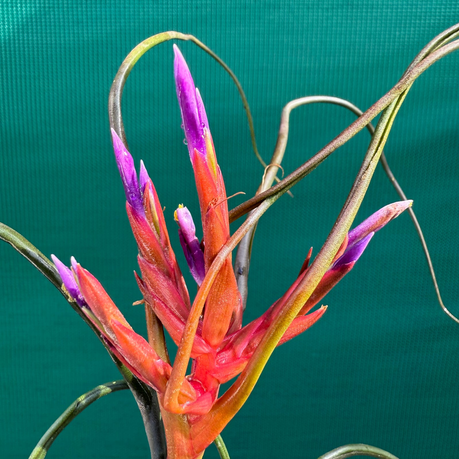 Tillandsia - bulbosa