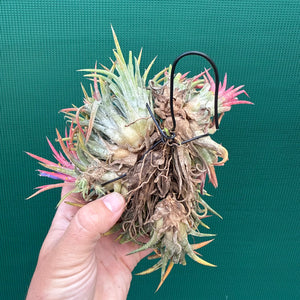 Tillandsia ionantha ‘BOE1593’ (Mature Clump)