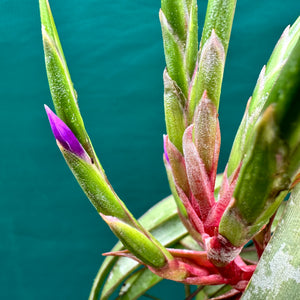 Tillandsia - streptophylla x rhomboidea ex. BG