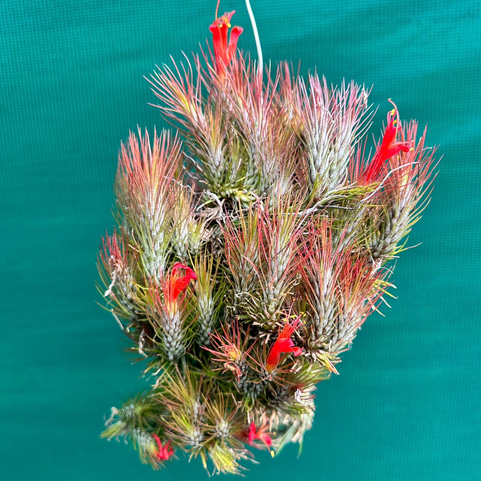 Tillandsia - funckiana ‘Red Upright’ ex. BD