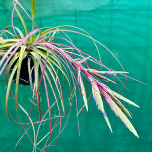 Tillandsia - fasciculata ‘Small Form’ x streptophylla ex. BG NEW